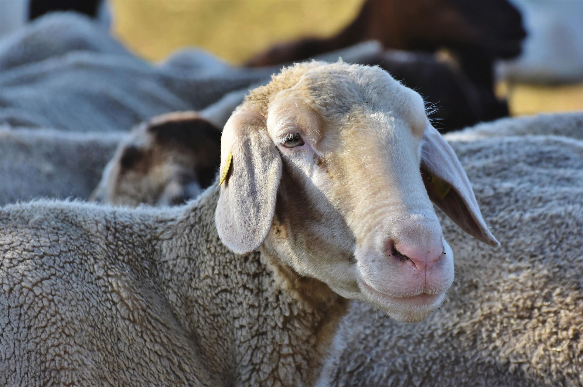 Qurbani in Asia illustration
