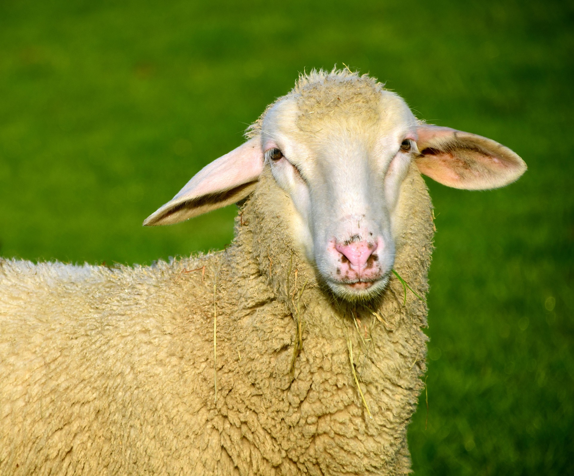 Qurbani in America illustration